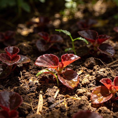 Red Begonia Flower Seeds for Garden Planting