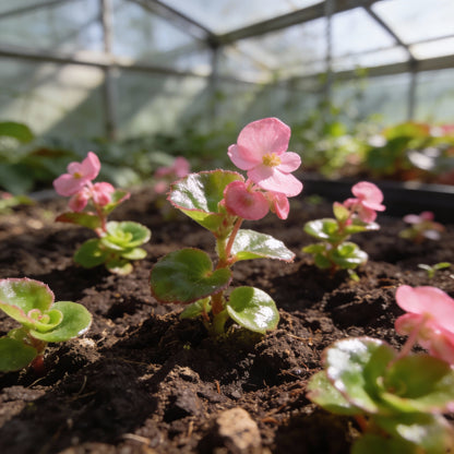 Pink Begonia Flower Seeds for Garden Planting