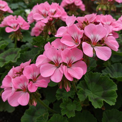 Pink Geranium Flower Seeds for Garden Planting