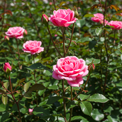 Pink Rose Flower Seeds for Garden Planting