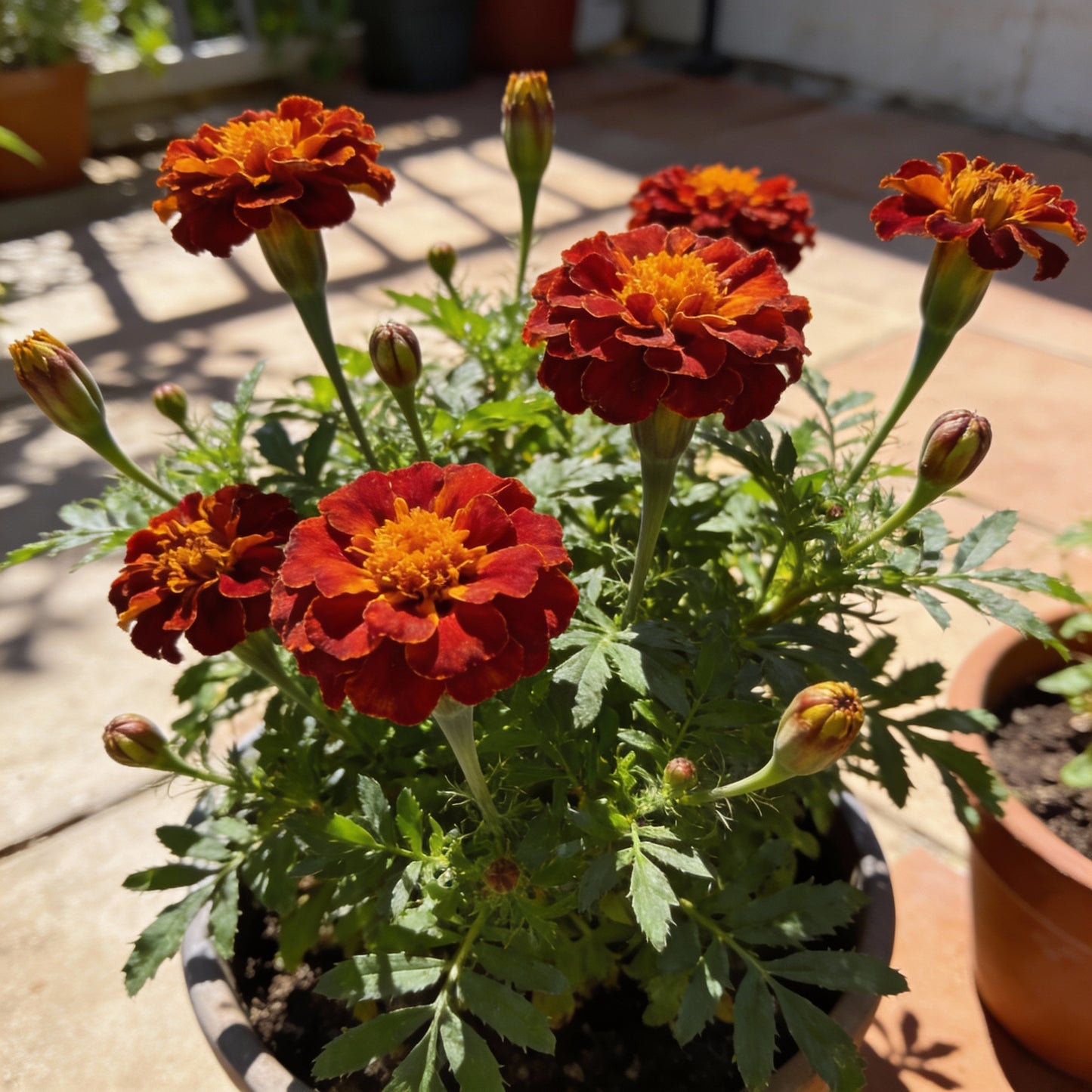 Rusty Red Calendula Flower Seeds for Garden Planting