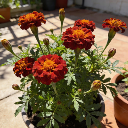 Rusty Red Calendula Flower Seeds for Garden Planting