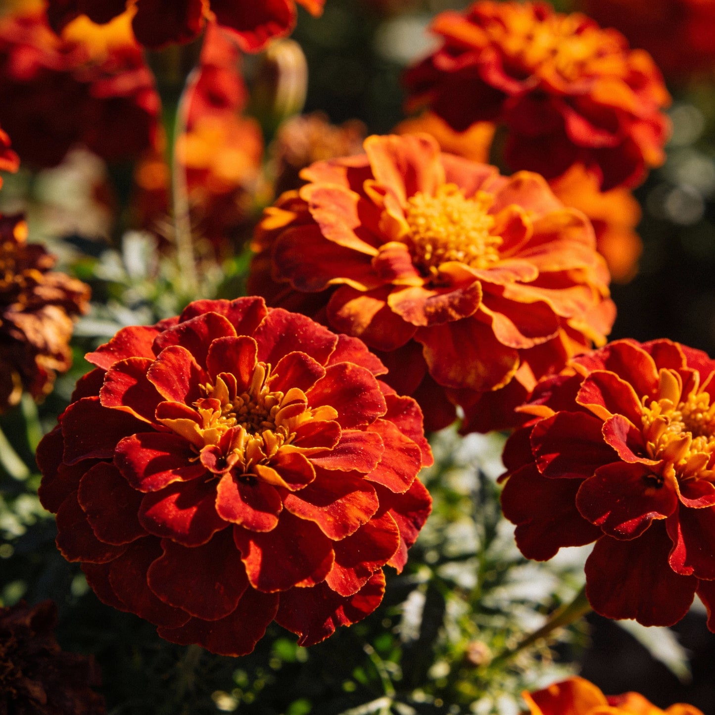 Rusty Red Calendula Flower Seeds for Garden Planting