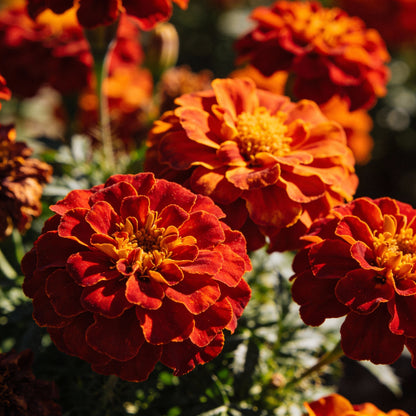 Rusty Red Calendula Flower Seeds for Garden Planting