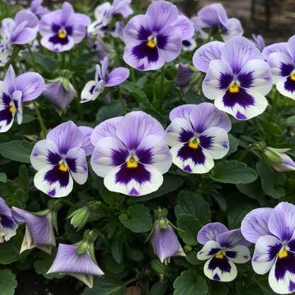 Purple and White Pansy Flower Seeds for Garden Planting