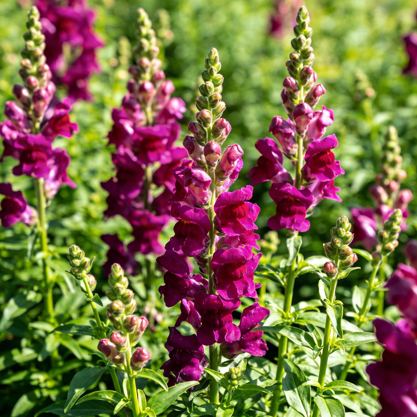 Mauve Snapdragon Flower Seeds for Garden Planting