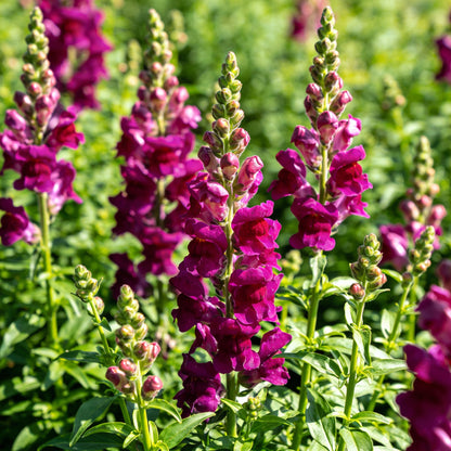Mauve Snapdragon Flower Seeds for Garden Planting