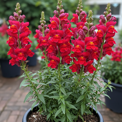 Deep Red Snapdragon Flower Seeds for Garden Planting