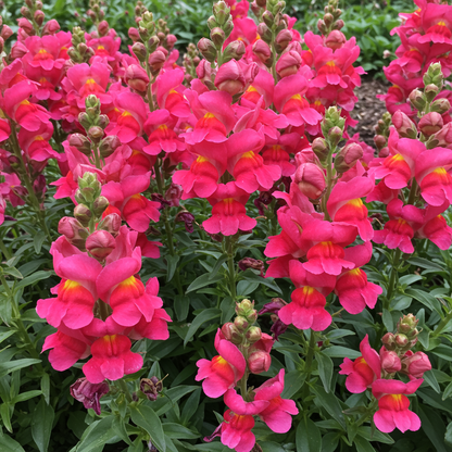 Bright Pink Snapdragon Flower Seeds for Garden Planting