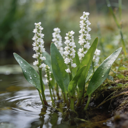 Alisma Plantago Aquatica Seeds for Garden Planting