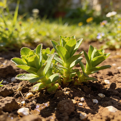 Mediterranean Spurge Flower Seeds for Garden Planting