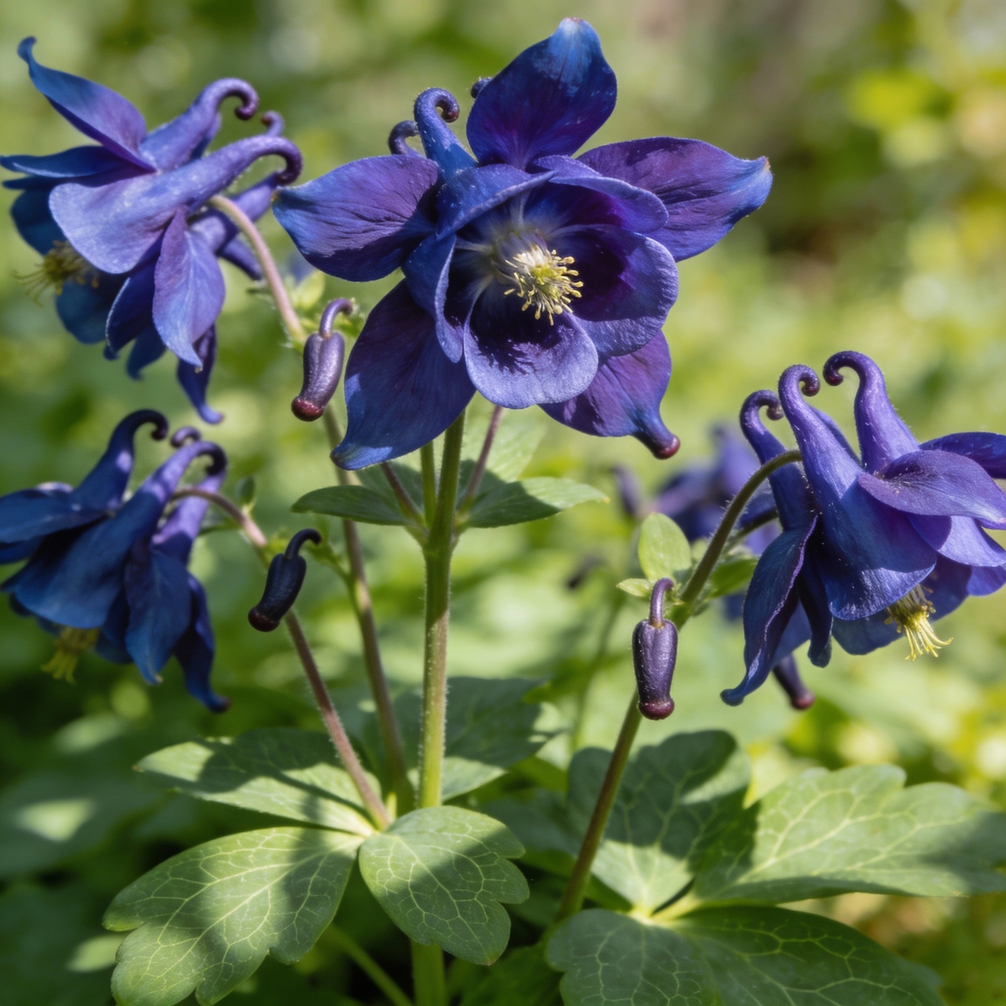 aquilegia-einseleana-seeds-for-garden-planting
