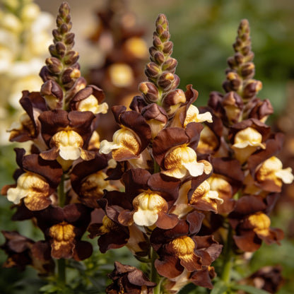 Bi-Color Chocolate Brown Snapdragon Flower Seeds for Garden Planting