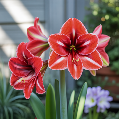 amaryllis-flower-bulbs-for-planting-garden-blooms