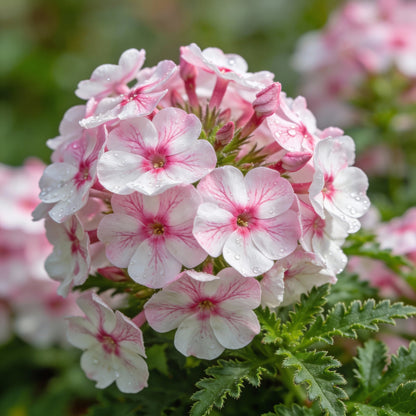 Saponaria Bellidifolia Seeds for Rock Gardens and Borders
