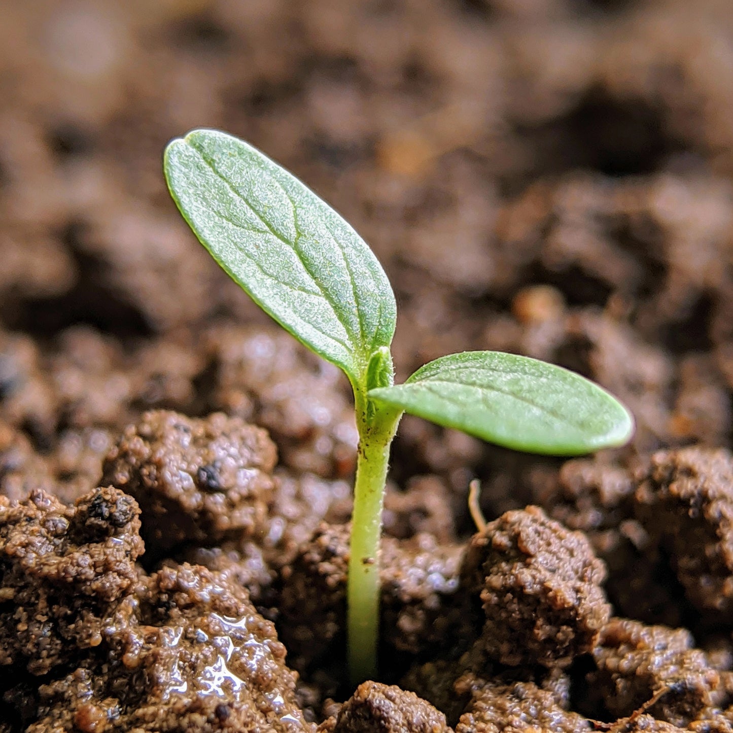 Ratibida Columnifera Seeds for Garden Planting