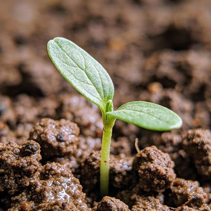 Ratibida Columnifera Seeds for Garden Planting