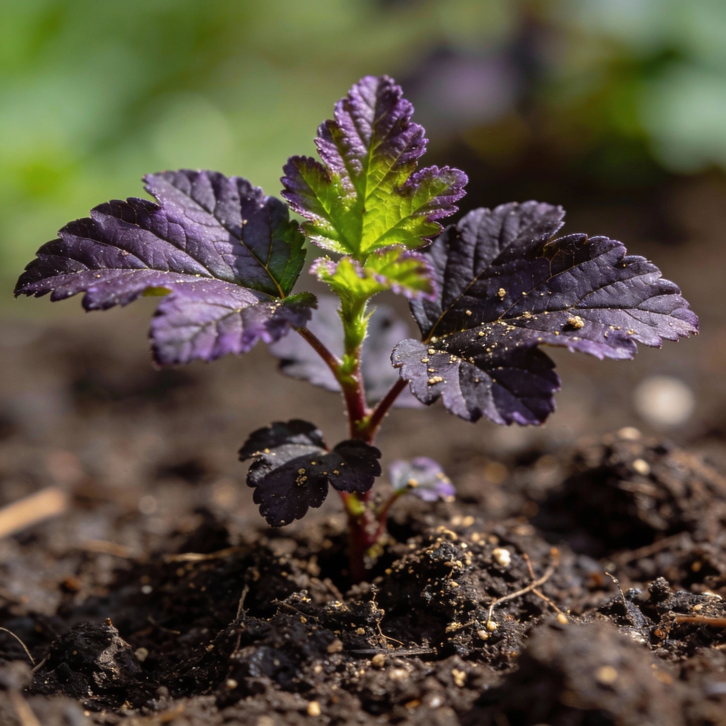 Sambucus Nigra Dark Leaf Form Seeds for Garden Planting