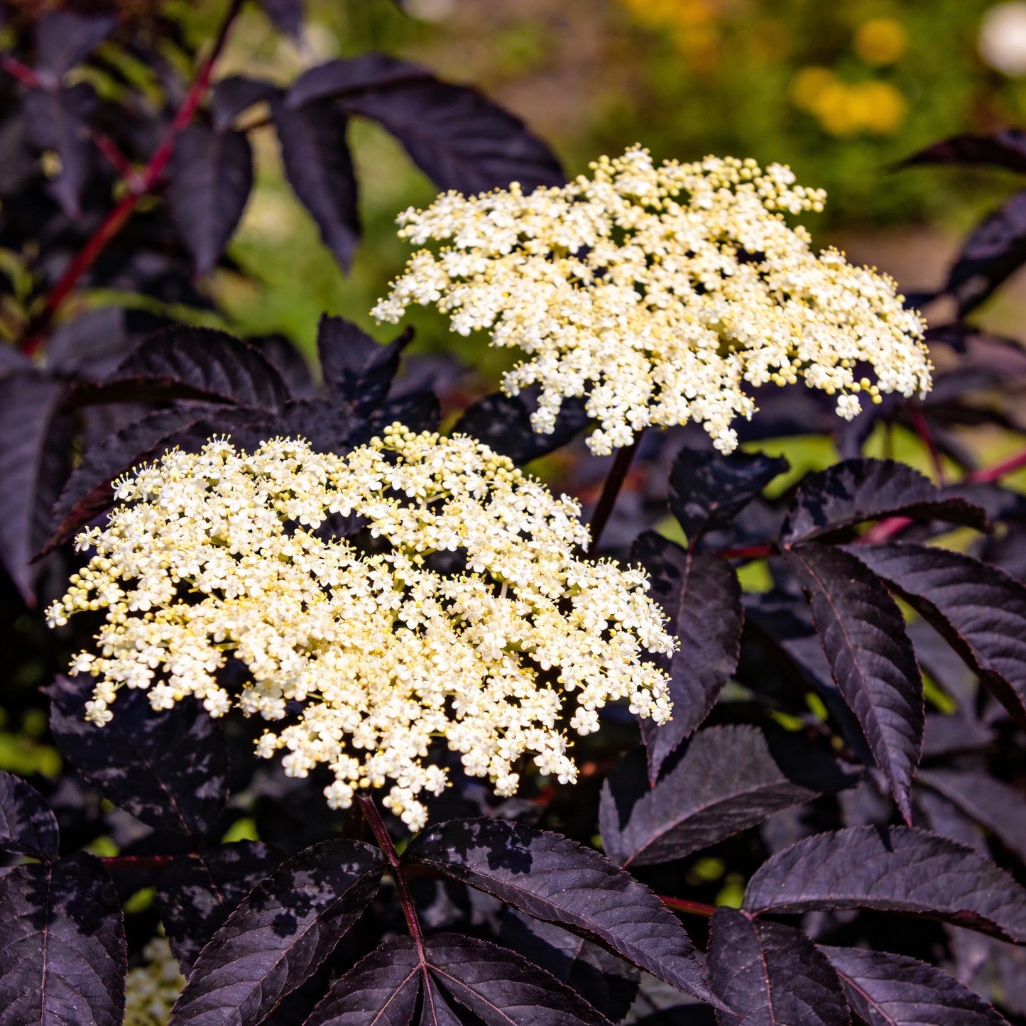 Sambucus Nigra Dark Leaf Form Seeds for Garden Planting