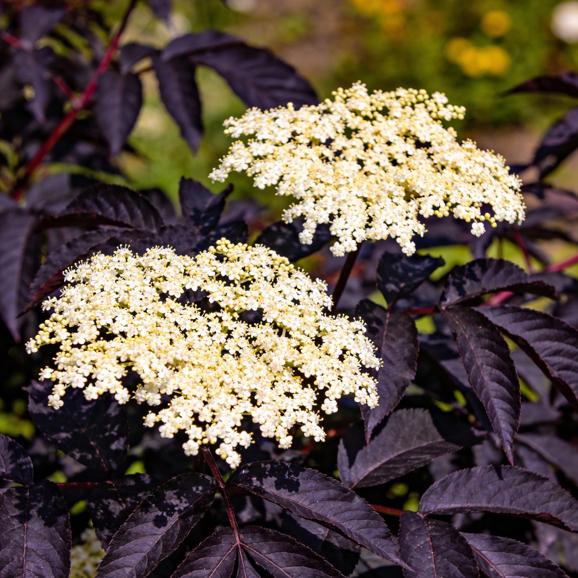 sambucus-nigra-dark-leaf-form-seeds-for-garden-planting