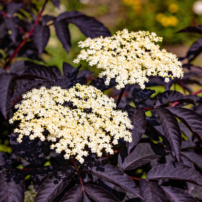 Sambucus Nigra Dark Leaf Form Seeds for Garden Planting