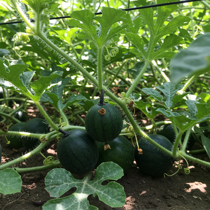 Black Watermelon Beauty Early Giant Heirloom Seeds for Planting