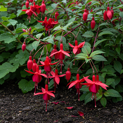 Fuchsia vulcanica Flower Seeds for Planting
