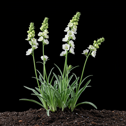 Matthiola arborescens Alba Flower Seeds – White Perennial for Planting