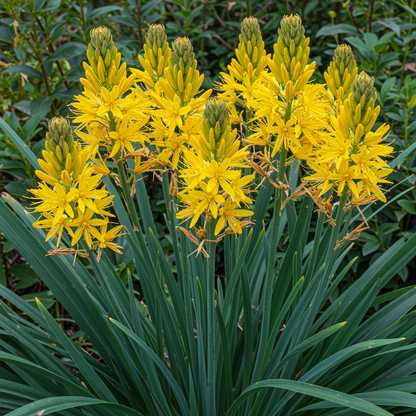 Asphodeline Lutea Seeds for Garden Planting