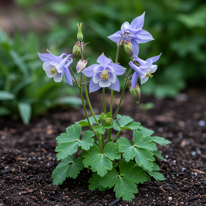 Aquilegia Olympica Seeds for Garden Planting