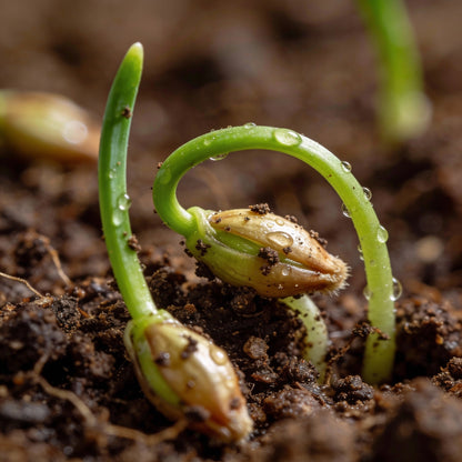 Allium Acutiflorum Seeds for Garden Planting