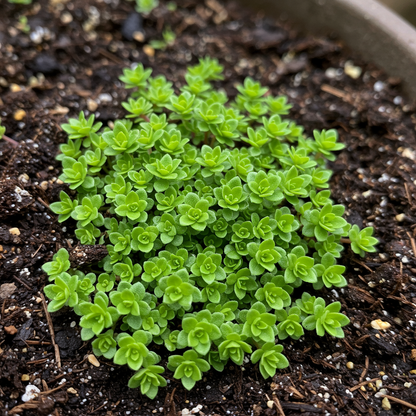 Saxifraga Stellaris Flower Seeds – Alpine Perennial for Planting