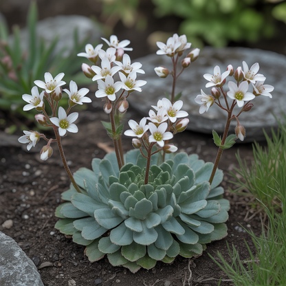 Saxifraga paniculata Seeds – Alpine Perennial for Planting