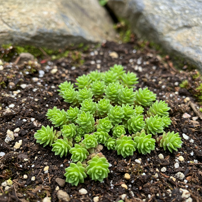 Saxifraga cebennensis Flower Seeds – Alpine Perennial for Planting
