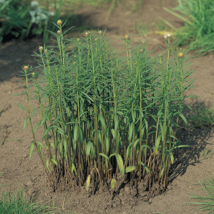 Everlasting Daisy Mixed Flower Seeds for Planting