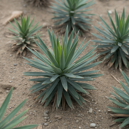 Puya Coerulea var. Coerulea Flower Seeds – Blue-Green Ornamental for Planting