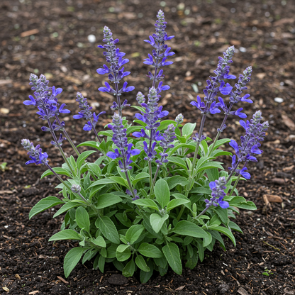 Salvia muelleri Flower Seeds – Ornamental Sage for Planting