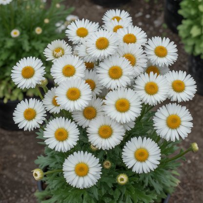 Tanacetum parthenium Selma Star Flower Seeds for Planting