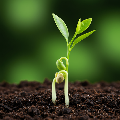 Verna Lemon Seeds for Planting – Lemon Fruit Seeds