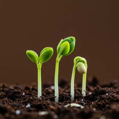 Meyer Lemon Seeds for Planting – Grow Sweet Citrus Trees at Home