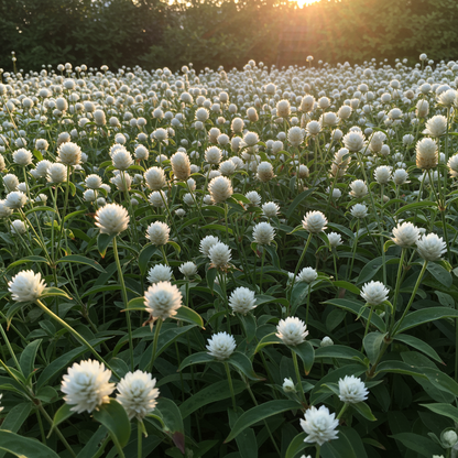 Gomphrena White Seeds - Gomphrena Flower Seeds for Garden