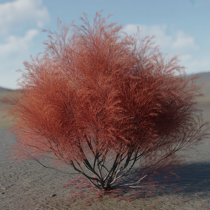 Kochia Burning Bush Seeds - Kochia Seeds for Garden