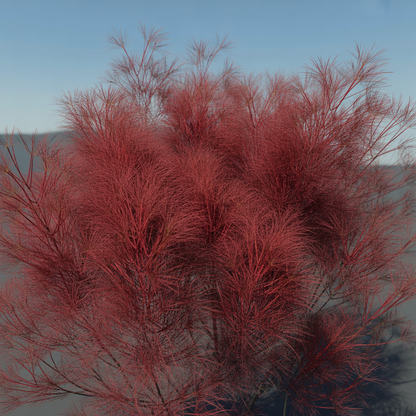 Kochia Burning Bush Seeds - Kochia Seeds for Garden