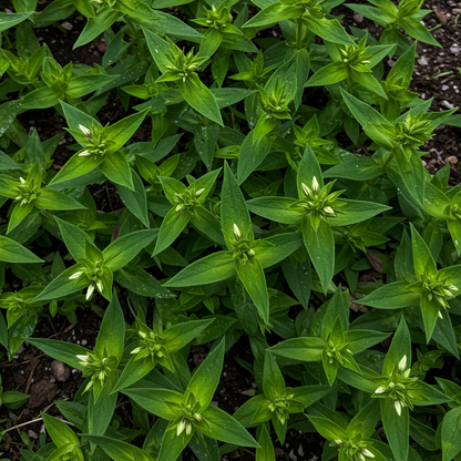 Phlox Beauty Mix Seeds - Phlox Flower Seeds for Garden