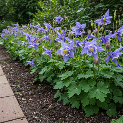 Aquilegia vulgaris Blue Flamingo Flower Seeds – Columbine for Planting