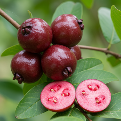 Thai Maroon Guava Seeds – Exotic Red-Skinned Tropical Fruit Seeds