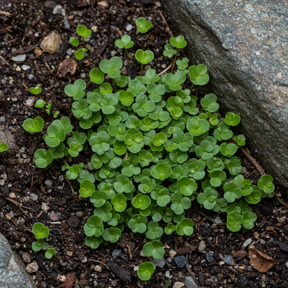 Polygonum vaccinifolium Flower Seeds – Alpine Groundcover for Planting