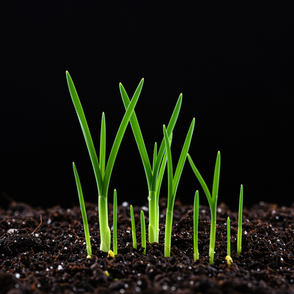Sisyrinchium macrocarpum Flower Seeds – Iris-Like for Planting