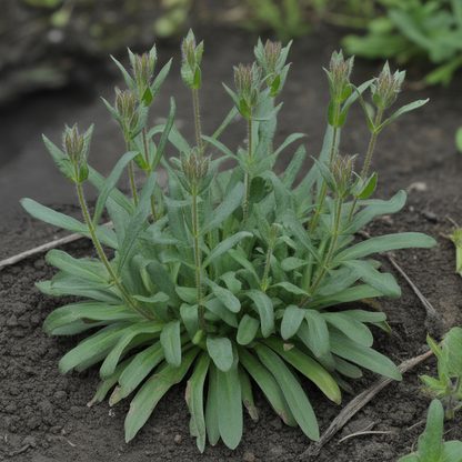 Silene viscaria Flower Seeds – Sticky Catchfly for Planting