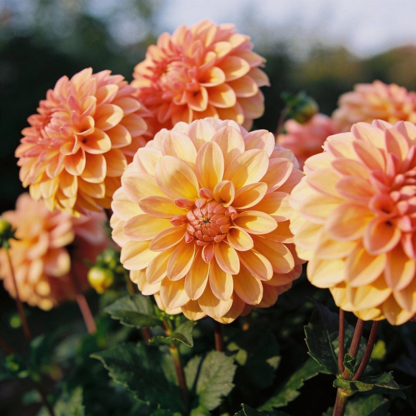 Mixed Peach and Yellow Dahlia Flower Seeds - Dahlia Flower Seeds for Garden